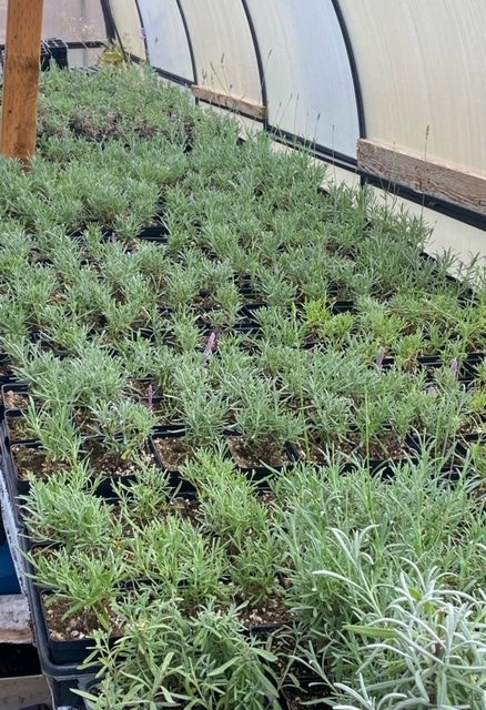 Royal Velvet English Lavender Plant | 4″ Pot | Farm-Grown Sequim WA | 10 pack