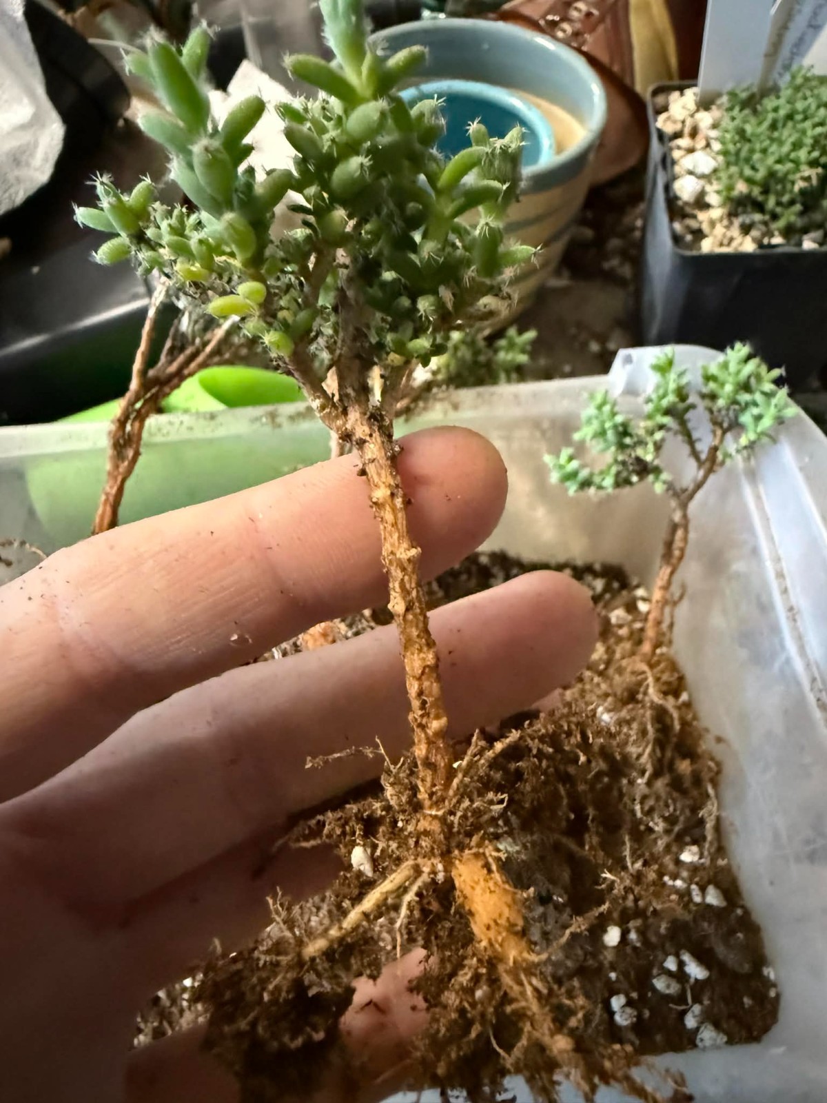 Trichodiadema bulbosum