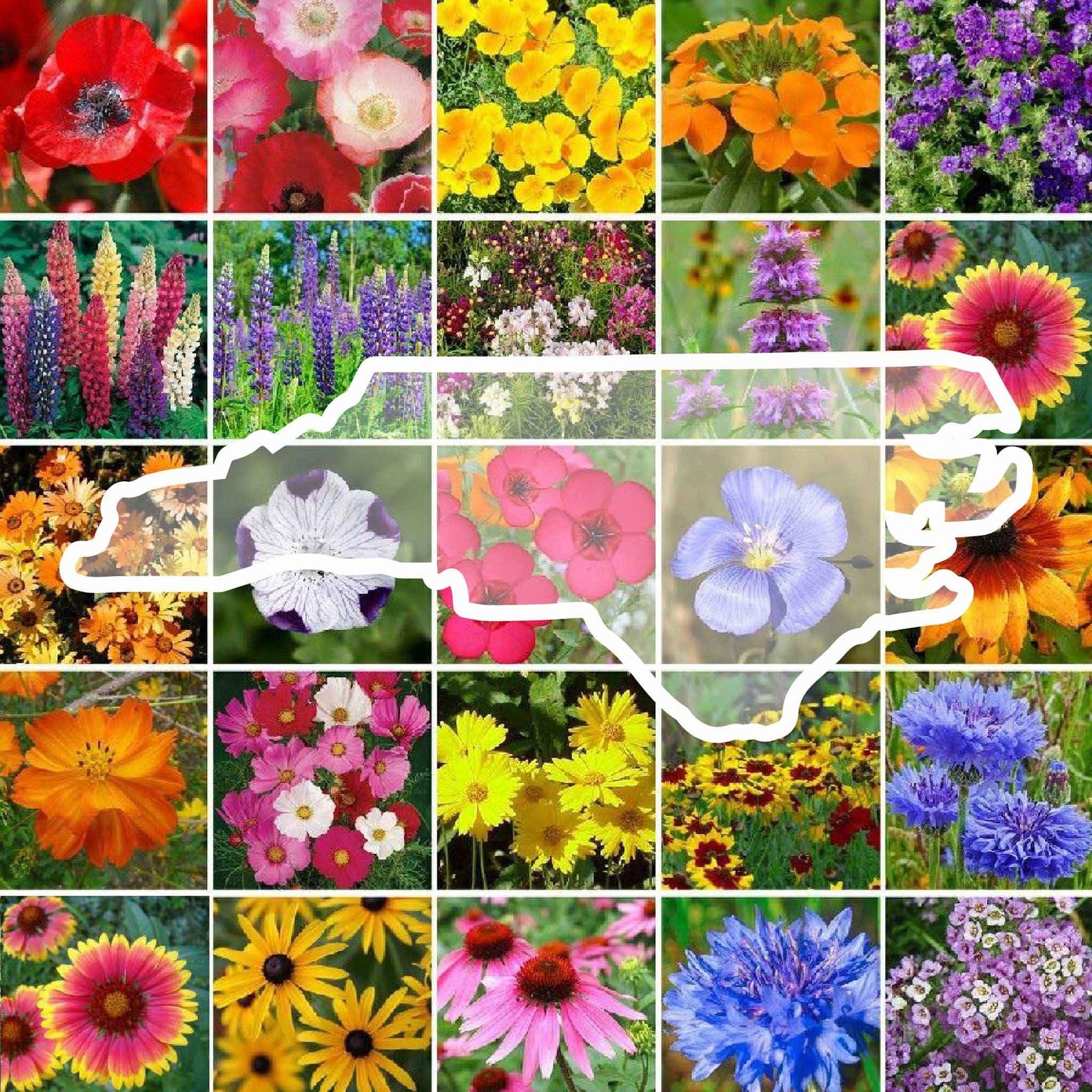 North Carolina Wildflower Mixed Seeds for Planting, 1/4 lb, 120,000+ Seeds wi…