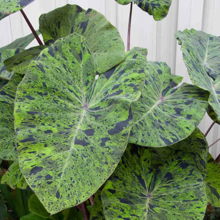 Mojito Colocasia Live Plant – 4-8″ Tall – Variegated Elephant Ear – Tropical