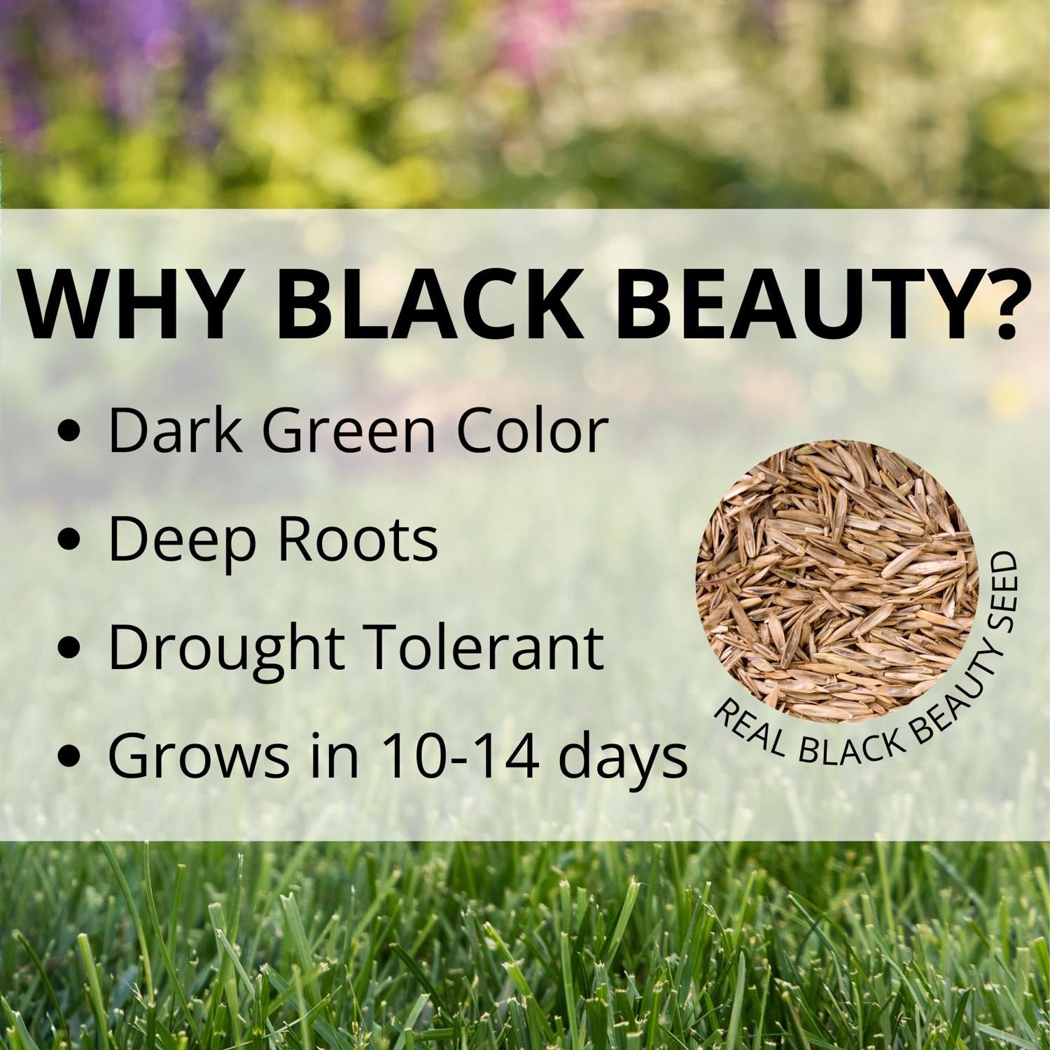Jonathan Green Black Beauty Shady Nooks Mixed Full Shade Grass Seed 25 lb