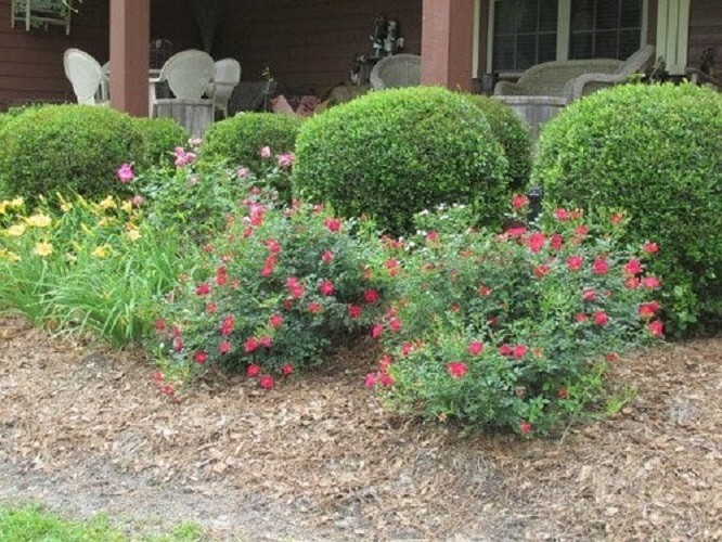 Red Drift® Groundcover Rose – Live Plant ( 1 QT )