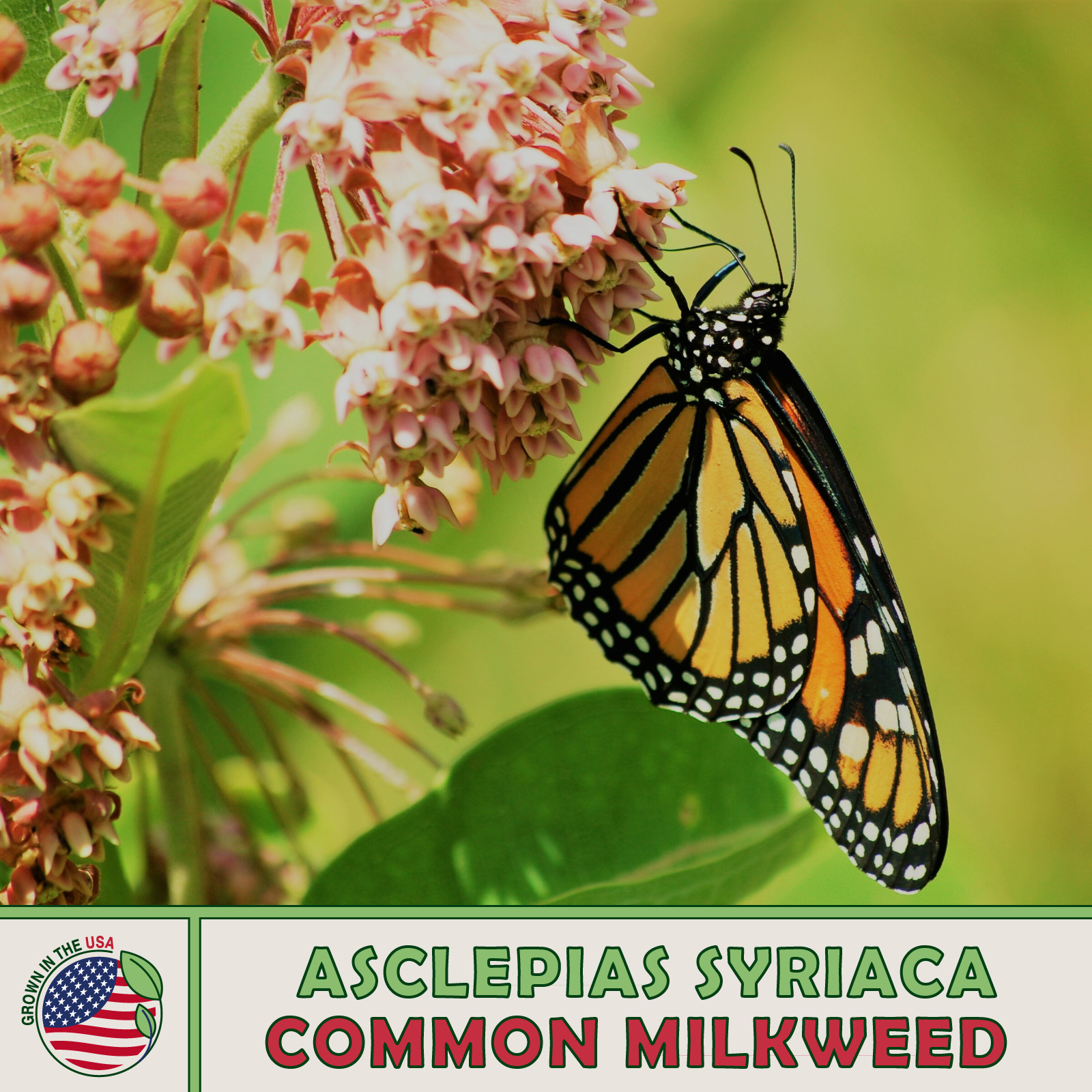 200 Common Milkweed Seeds, Monarch Butterfly Attractor & Host Plant, Genuine USA