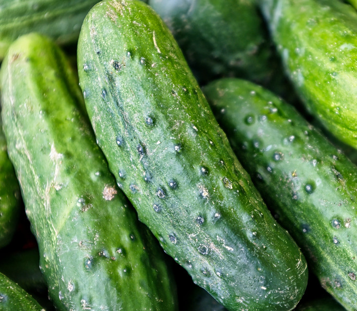 SPACEMASTER BUSH CUCUMBER SEEDS 50+ Vegetable GARDEN pickling FREE SHIPPING