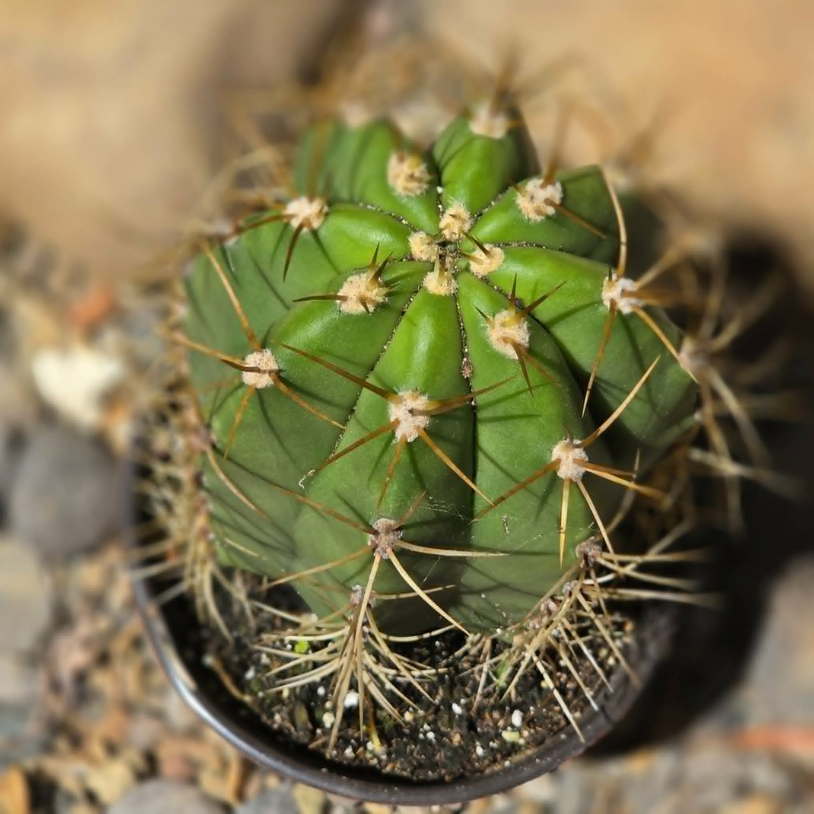 Leucostele terscheckii ‘Argentine Saguaro’