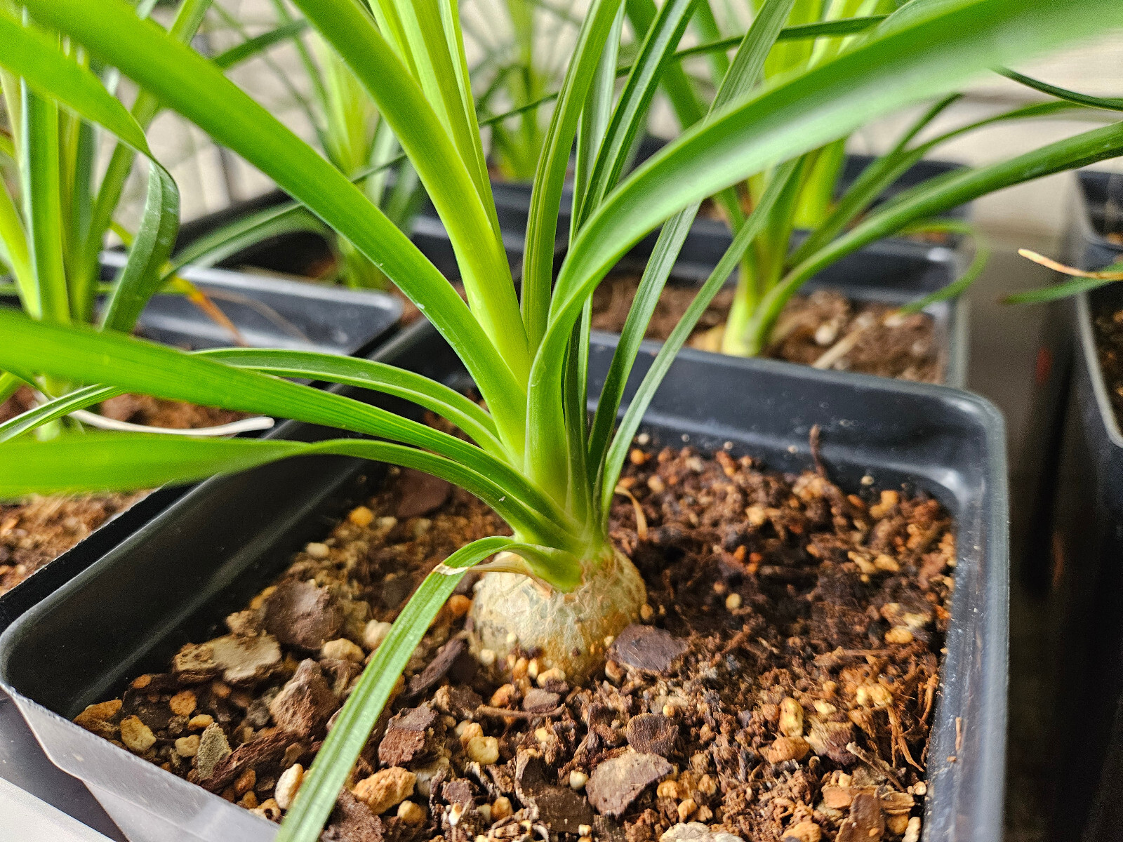 Ponytail Palm Plant in 4 inch Pot. Live Pony Tail Plant. Easy to grow indoors.