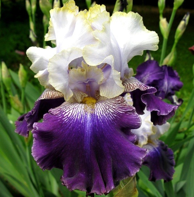 6 (Six) Tall Bearded Iris Rhizome/Bulb SLOVAK PRINCE~2003 Award Winner