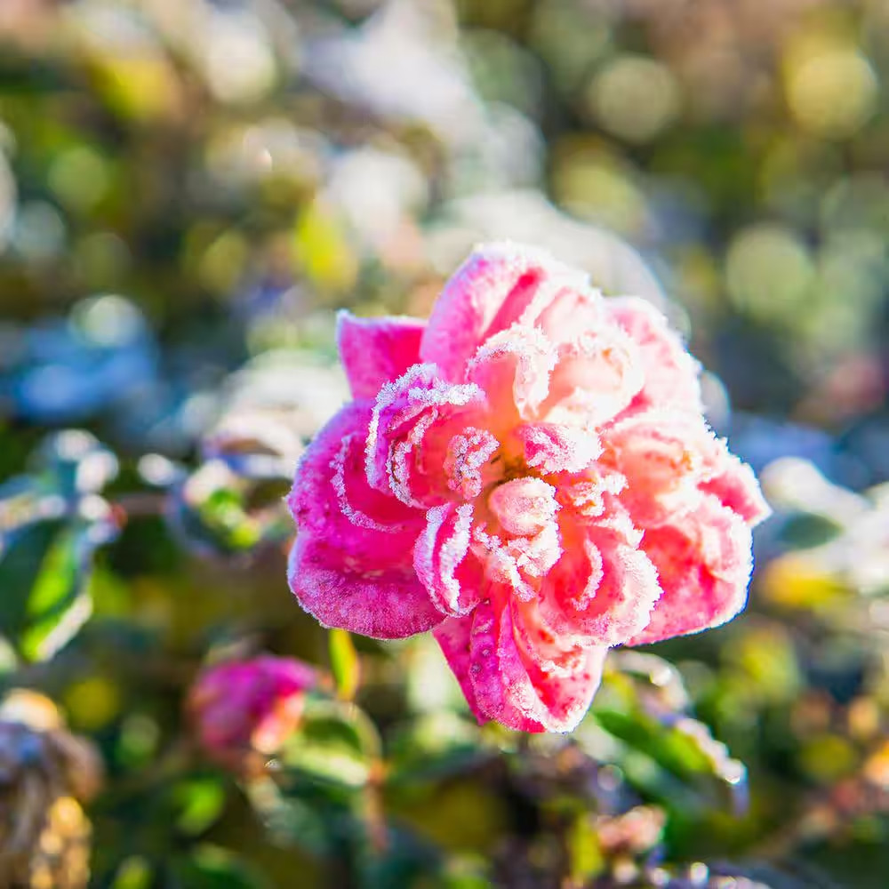 1 Gal. Sweet Drift Rose Bush with Pink Flowers (2-Pack)
