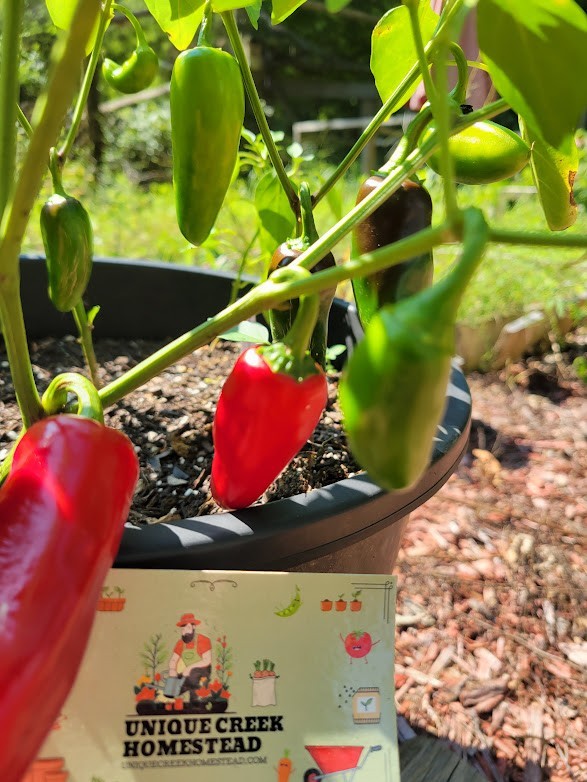 Pot-A-Peno Jalapeno 25 Seeds Container Loving Chili Pepper Unique Creek
