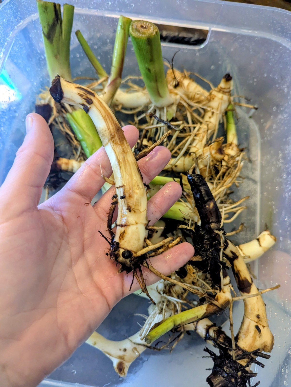 3 Canna Lily Rhizomes Live Bulbs Speckled Orange Yellow Flowers Tropical Plant