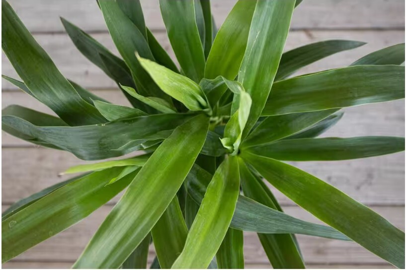 United Nursery Yucca Cane Plant – 9.25 inch Grower Pot