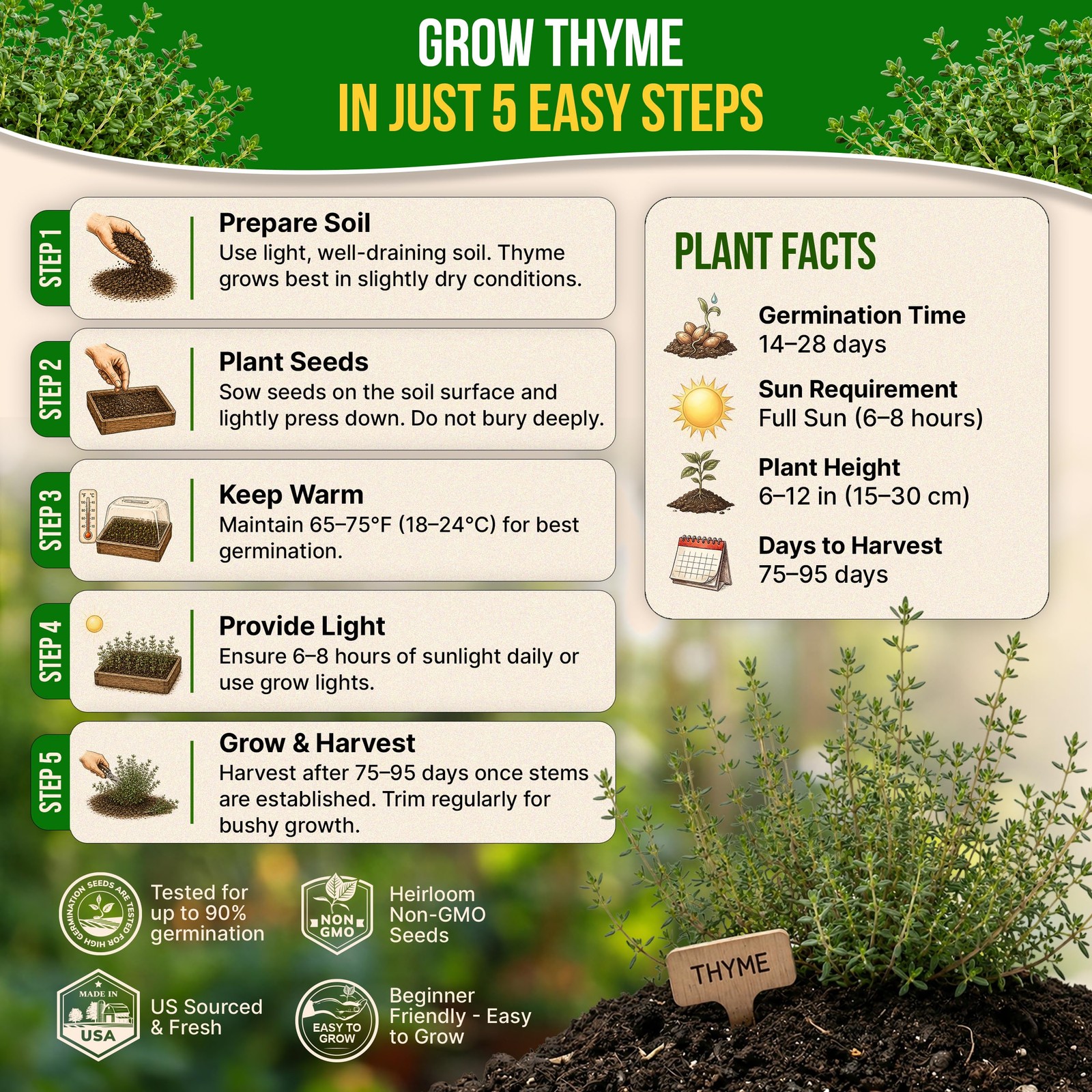 Thyme Seeds Pack 0.5 G – Over 1,350 Non-GMO Heirloom 0.5G, Green