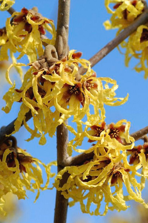 Live Witchhazel Plant, Hamamelis virginiana, 8” Tall, 4” Pot, Deciduous Shrub