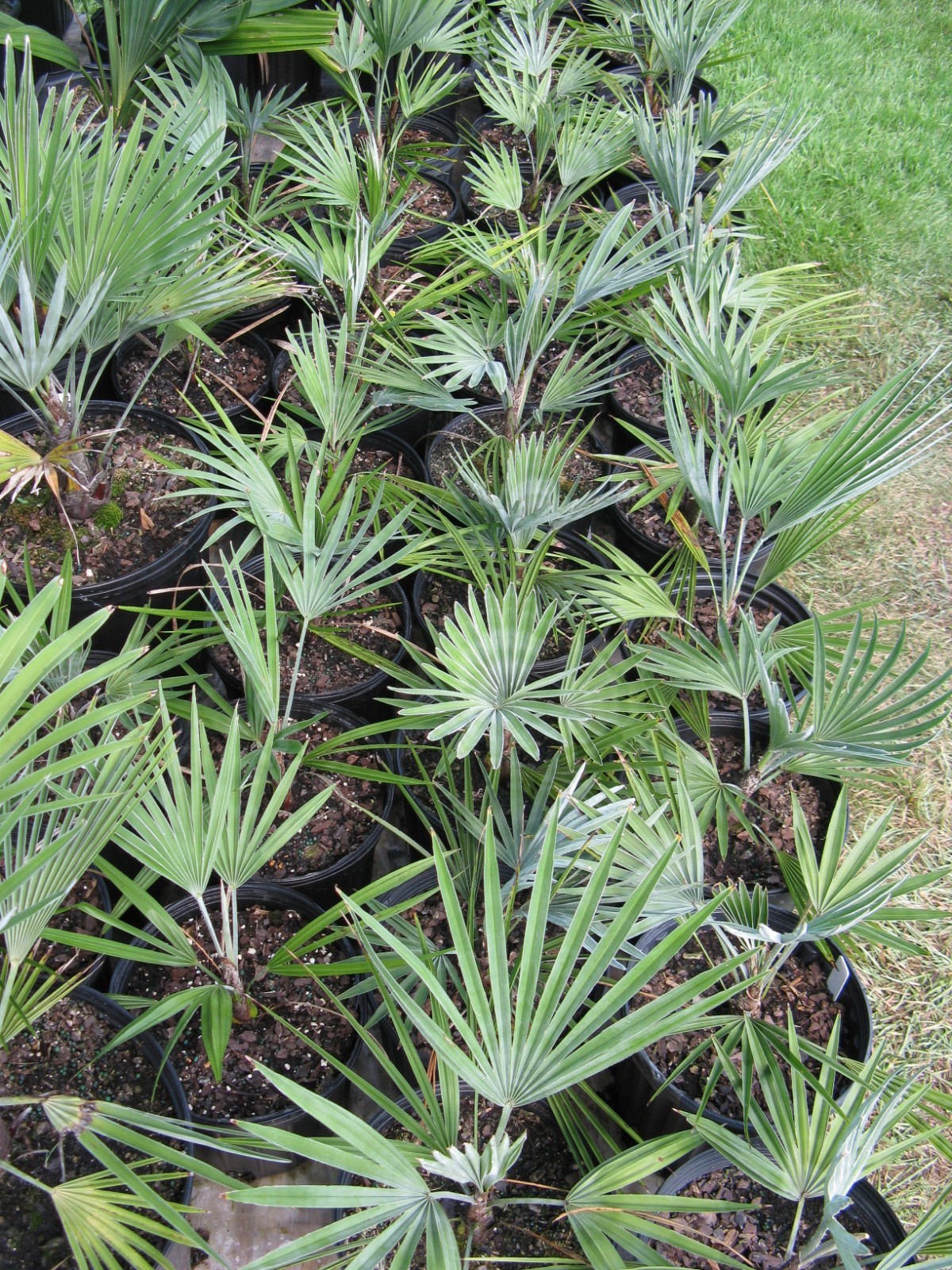 Rare Stonegate palm Trachycarpus princeps ‘Golden Lotus’ seedling one gallon
