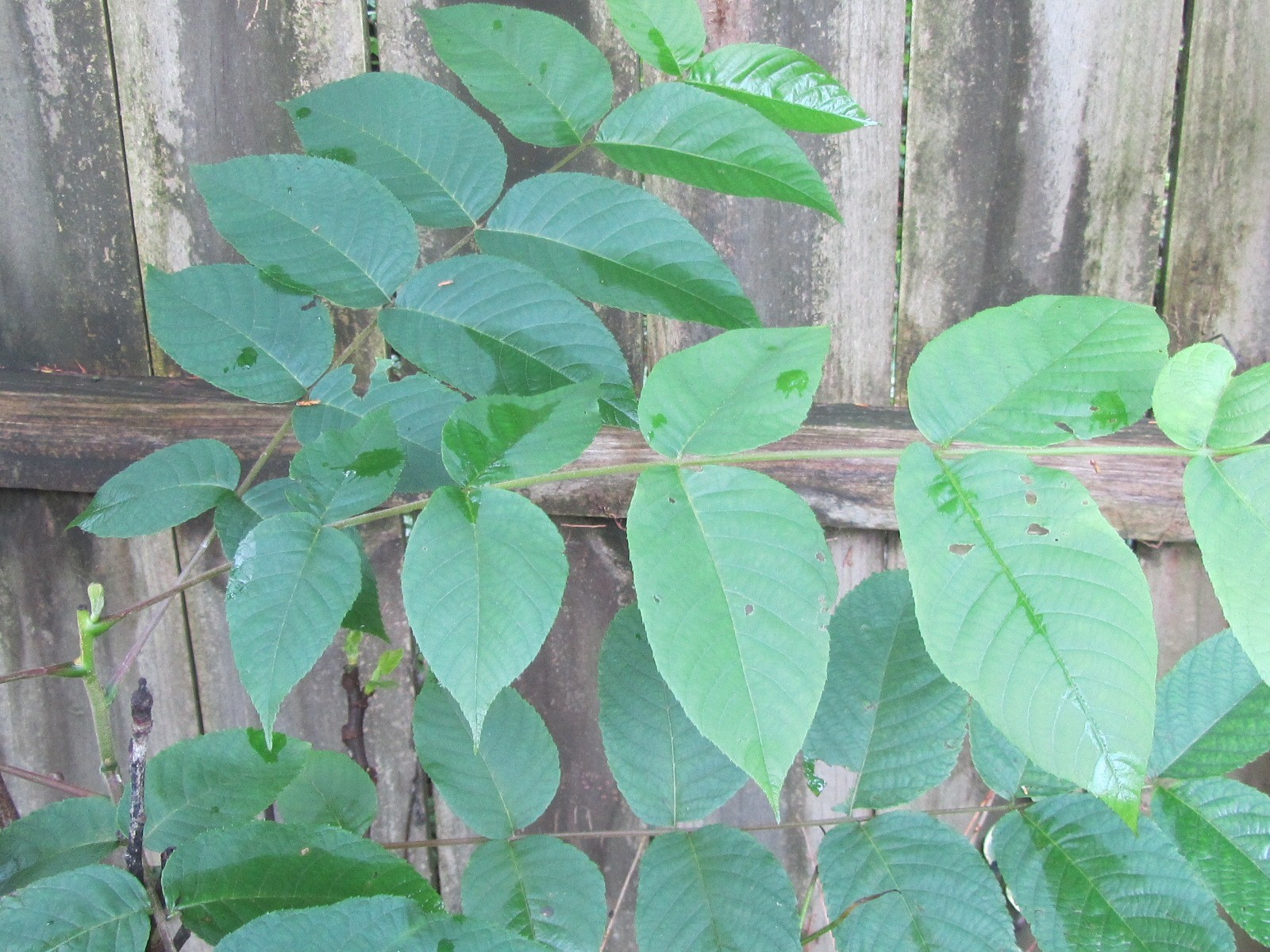1 Plant Fraxinus Excelsior ,Arizona Ash Tree Live Plant 2 – 4’tall