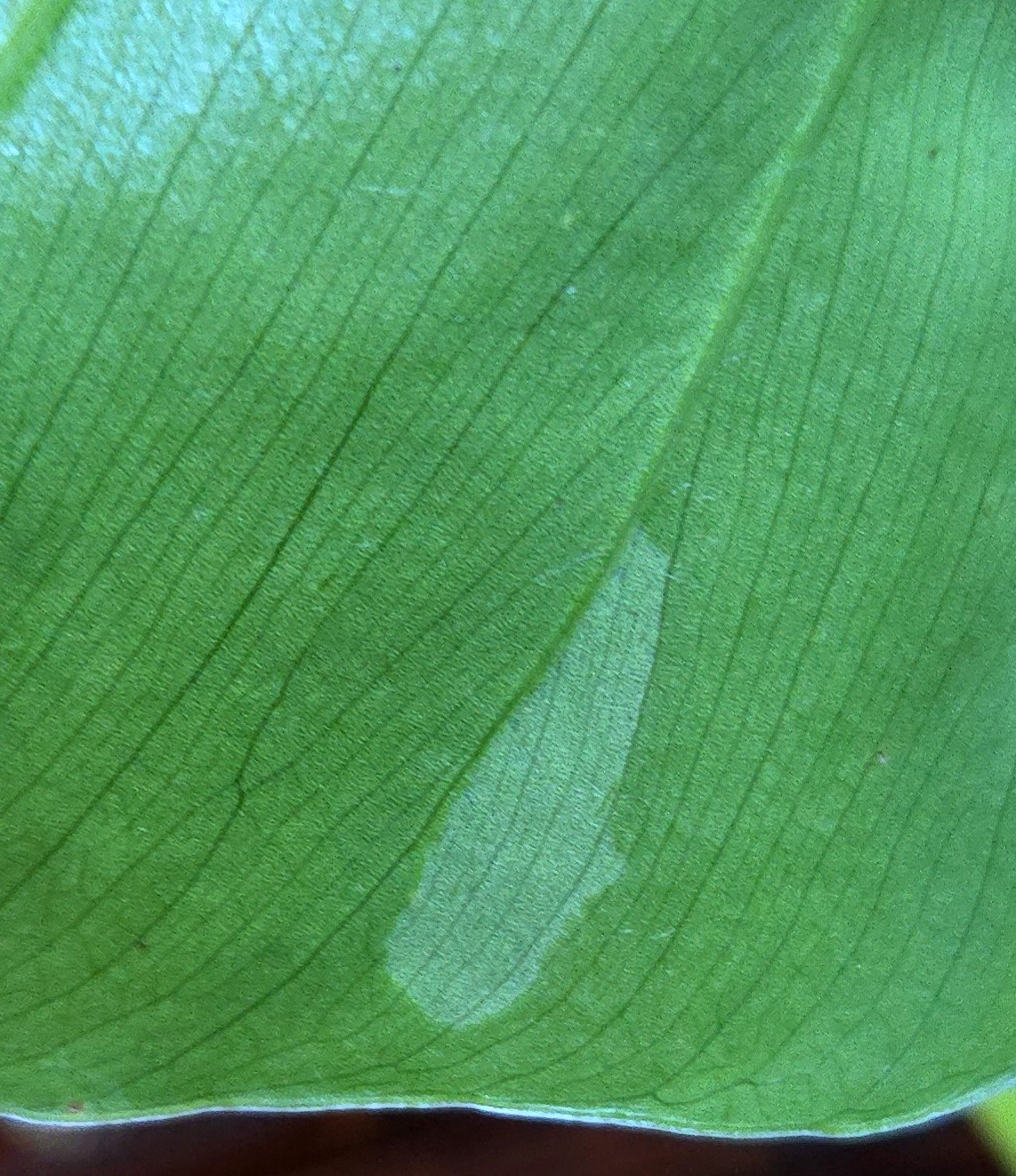 Rare XL Philodendron Giganteum Mint 30″ Tall Not Monstera Anthurium Syngonium