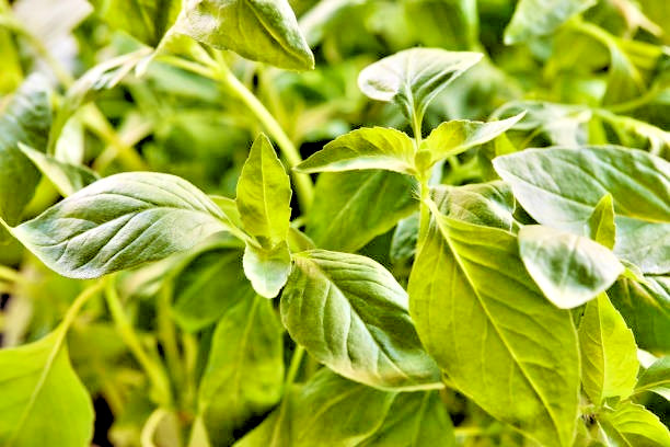 250 LEMON BASIL SEEDS | SALE FREE SHIPPING NON GMO