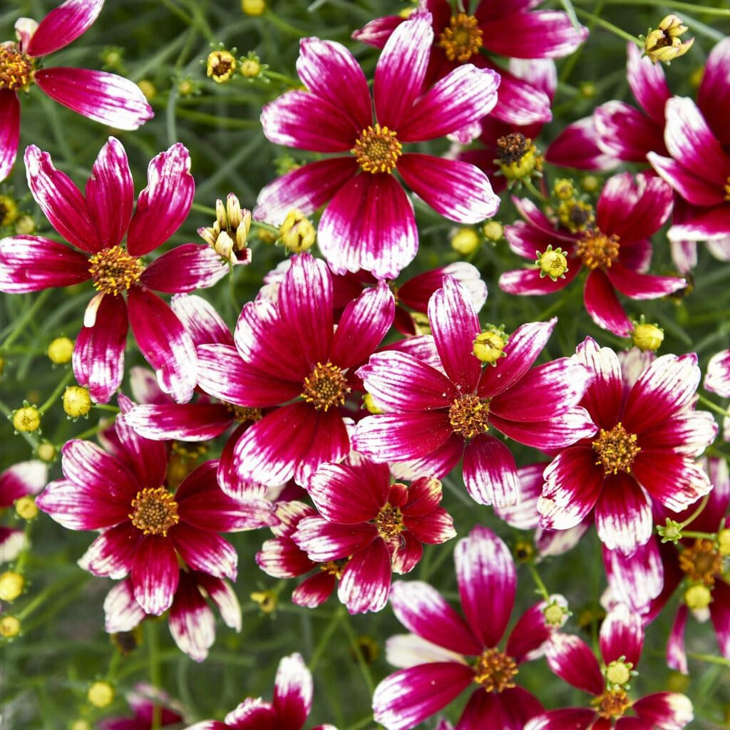 200+Coreopsis Flower Seeds for Planting Outdoor- Perennial Coreopsis Plains Seed