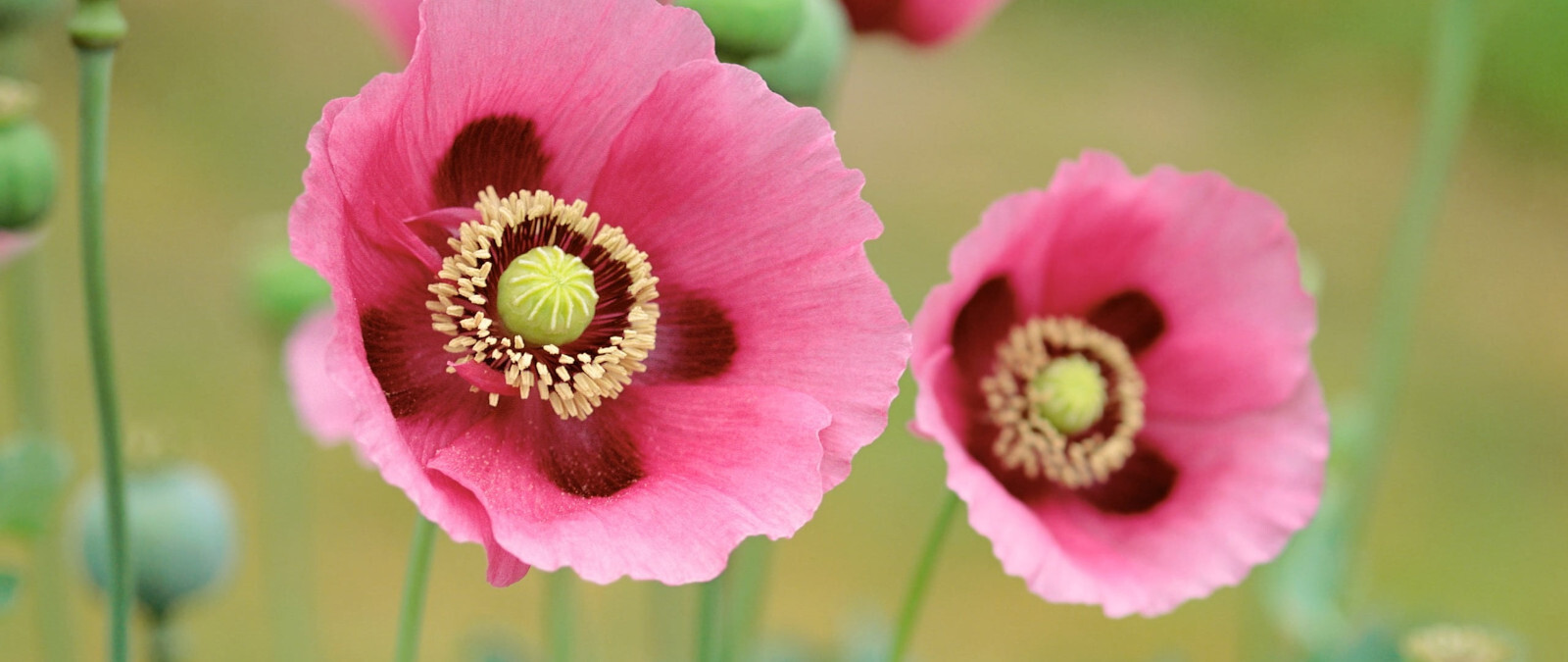 1,500 P. Somniferum Giant Poppy Seeds – Huge Pink to Purple Blooms – Heirloom