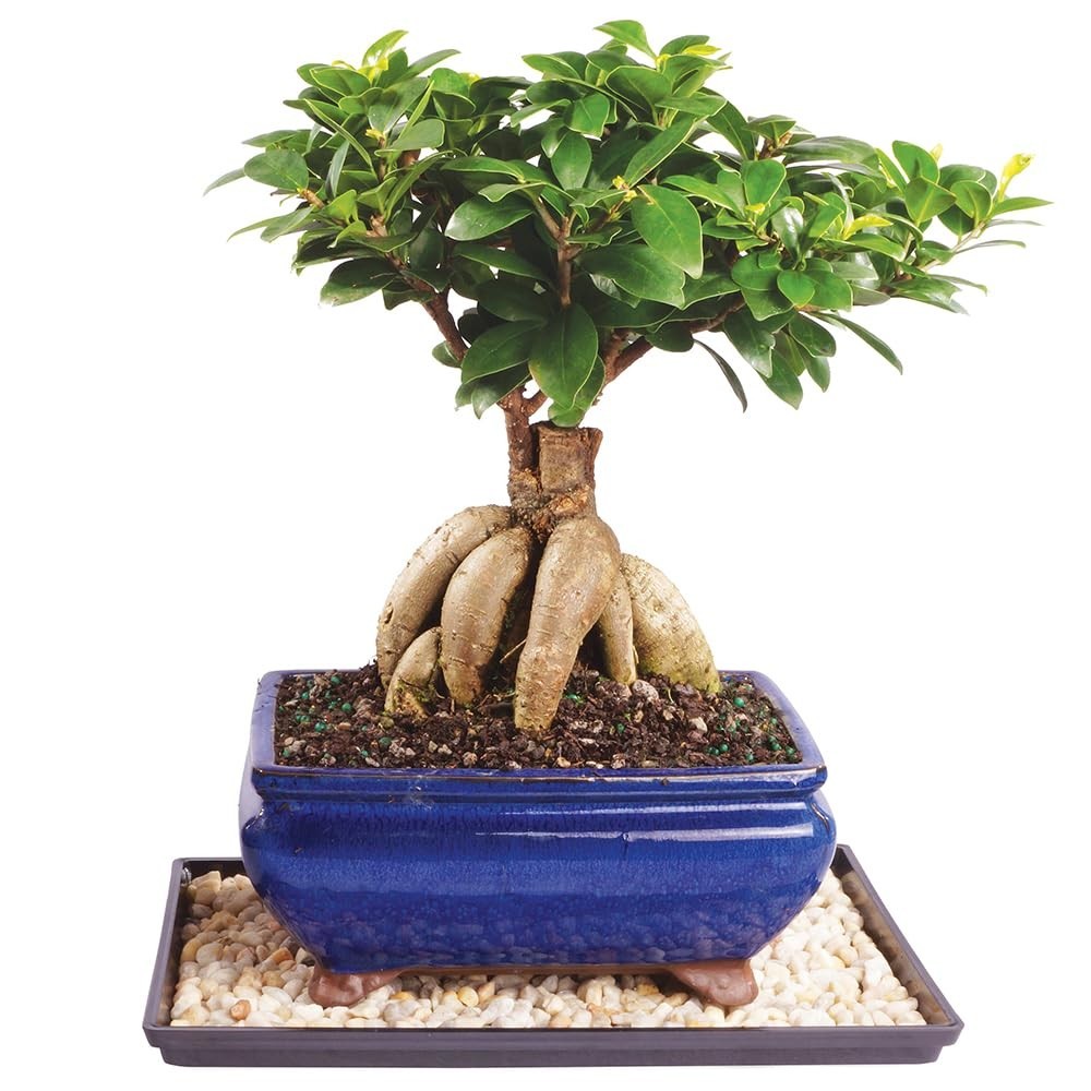 Live Ginseng Ficus Bonsai Tree – 6 Year Old, 8-12″ Indoor Plant in Ceramic Pot &