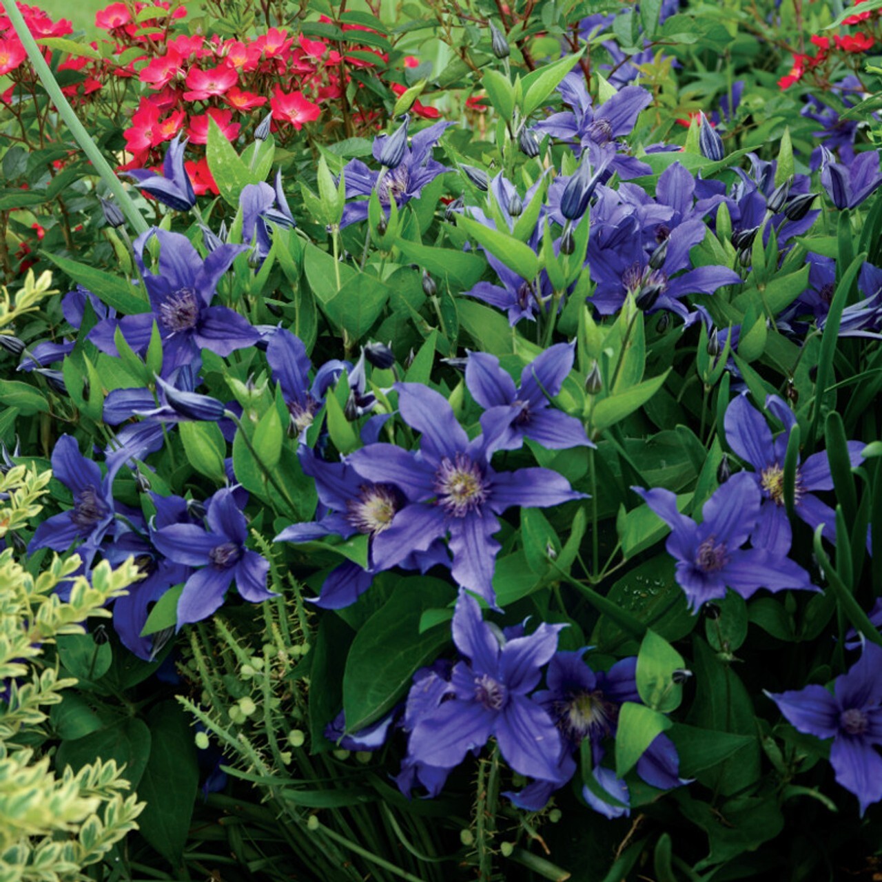 Clematis iron queen – fast growing flowering shrub – long bloom time
