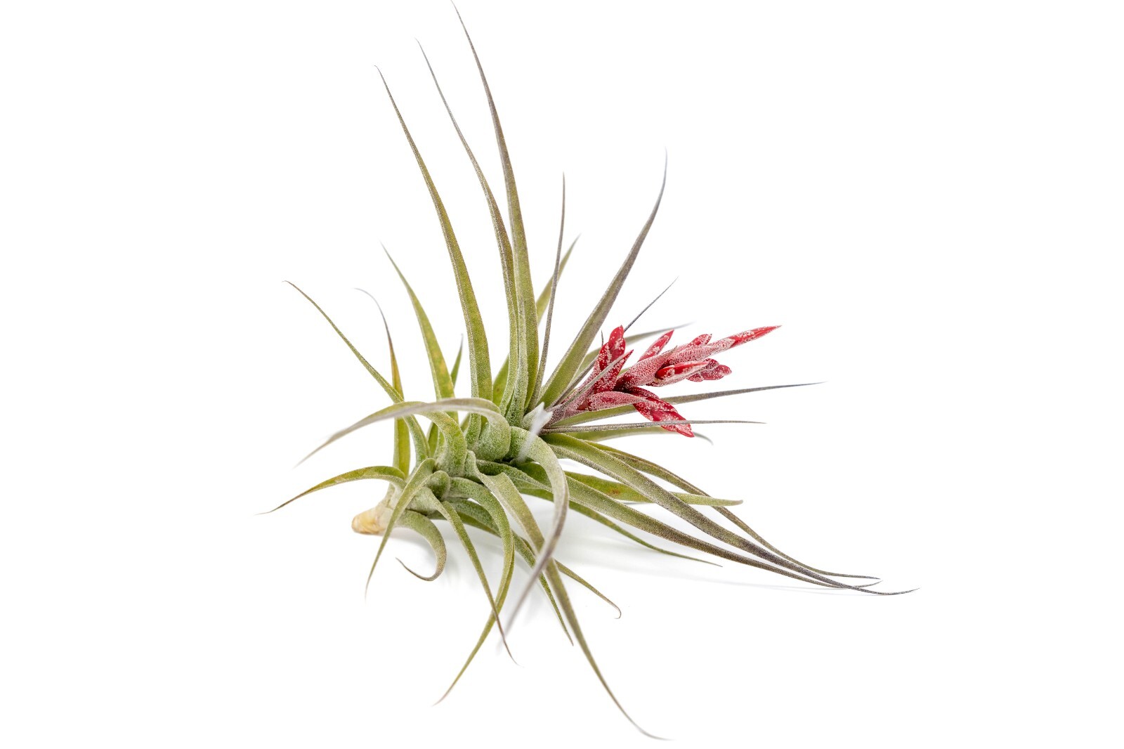 Tillandsia Murorum Air Plant – Wholesale Bulk – Easy Care Indoor/Outdoor Plants