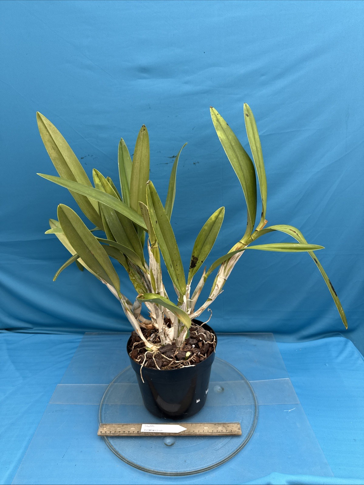 Laelia moyobambae Purple Pink Rubra Red New Growths Species Orchid 9” Pot (IM14)