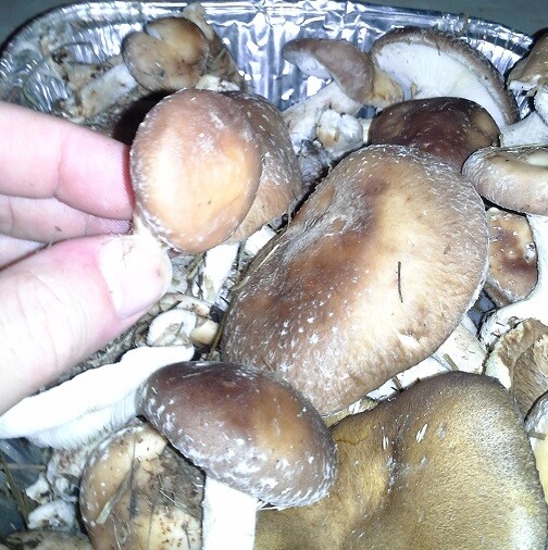SHIITAKE mushroom spores spawn/mycelium (on dry seeds)