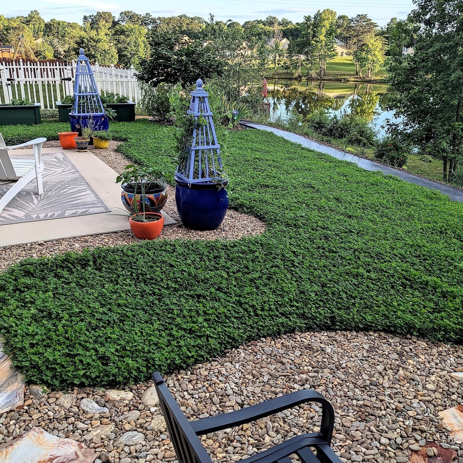 1/4 lb. MiniClover Seed – Natural, Drought-Tolerant Ground Cover Solution