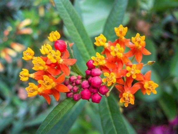 Milkweed TROPICAL Bloodflower Asclepias Monarch Butterfly Host Plant 100 Seeds