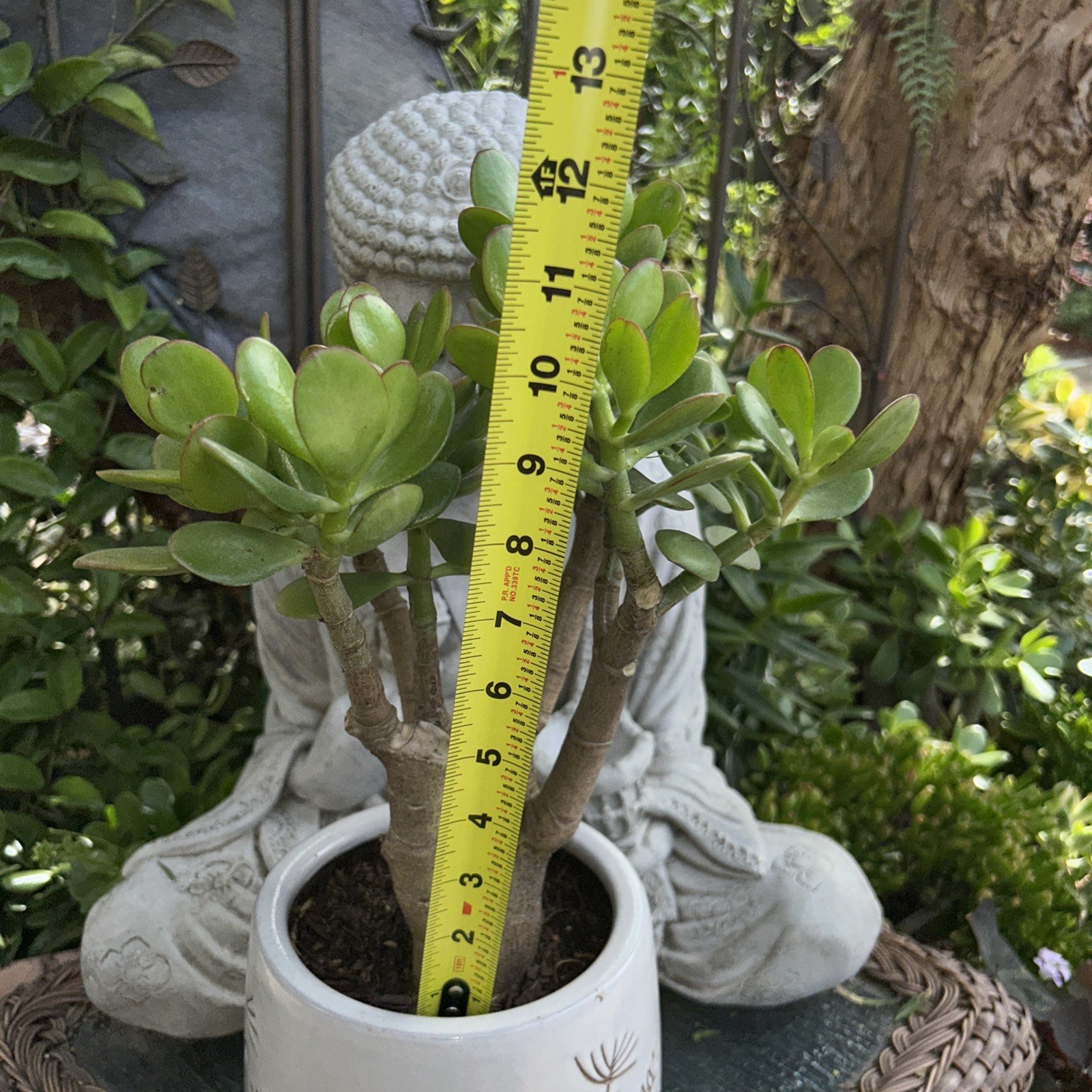 Jade Plant Crassula Ovata Money Tree 12” Tall X 10” Wide Blooms White