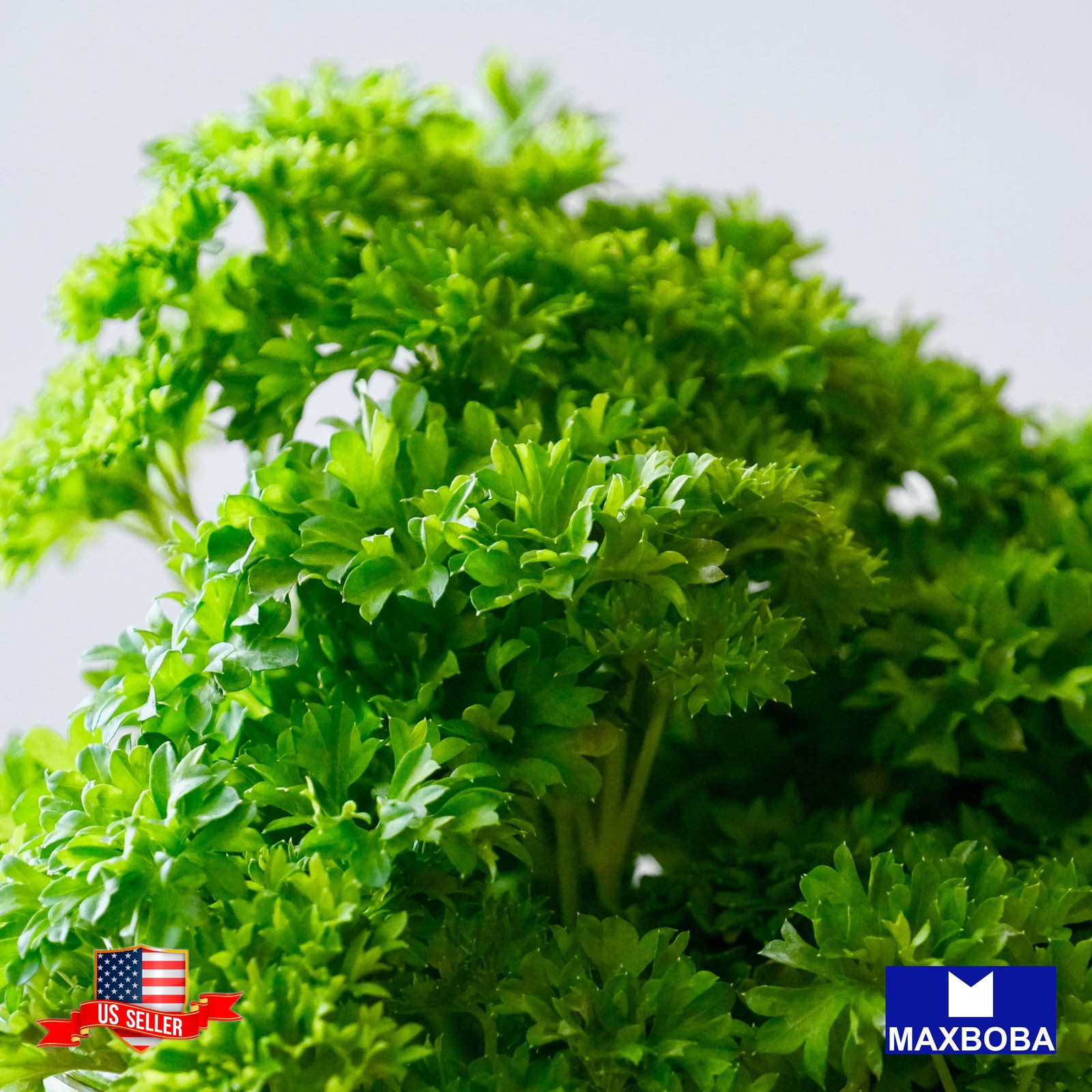 Premiun 44800 Fresh Curled Parsley Triple Moss Non-GMO Heirloom