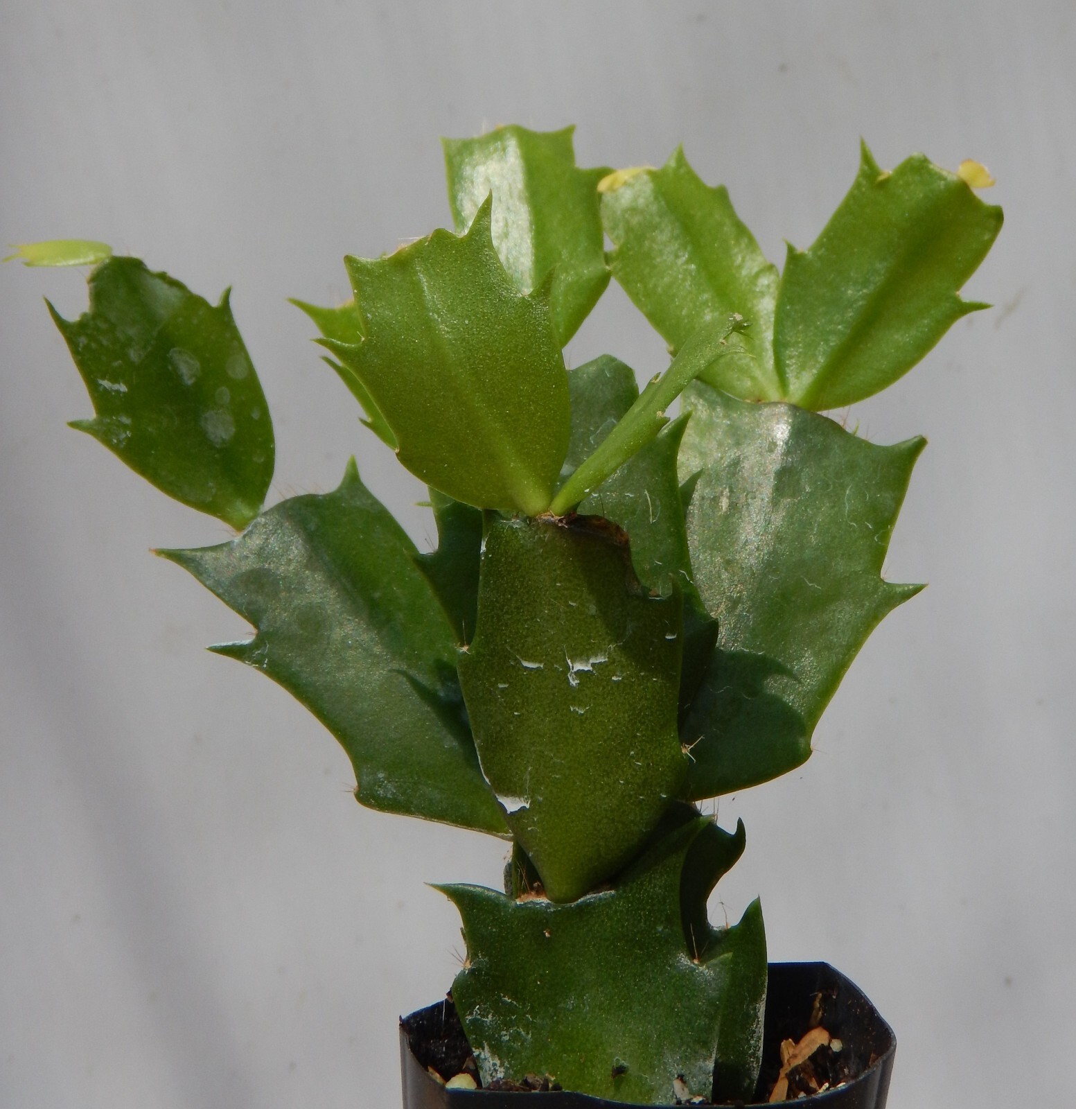 Christmas Cactus/Thanksgiving Cactus STARTER Plant~Schlumbergera Truncata~Set #1