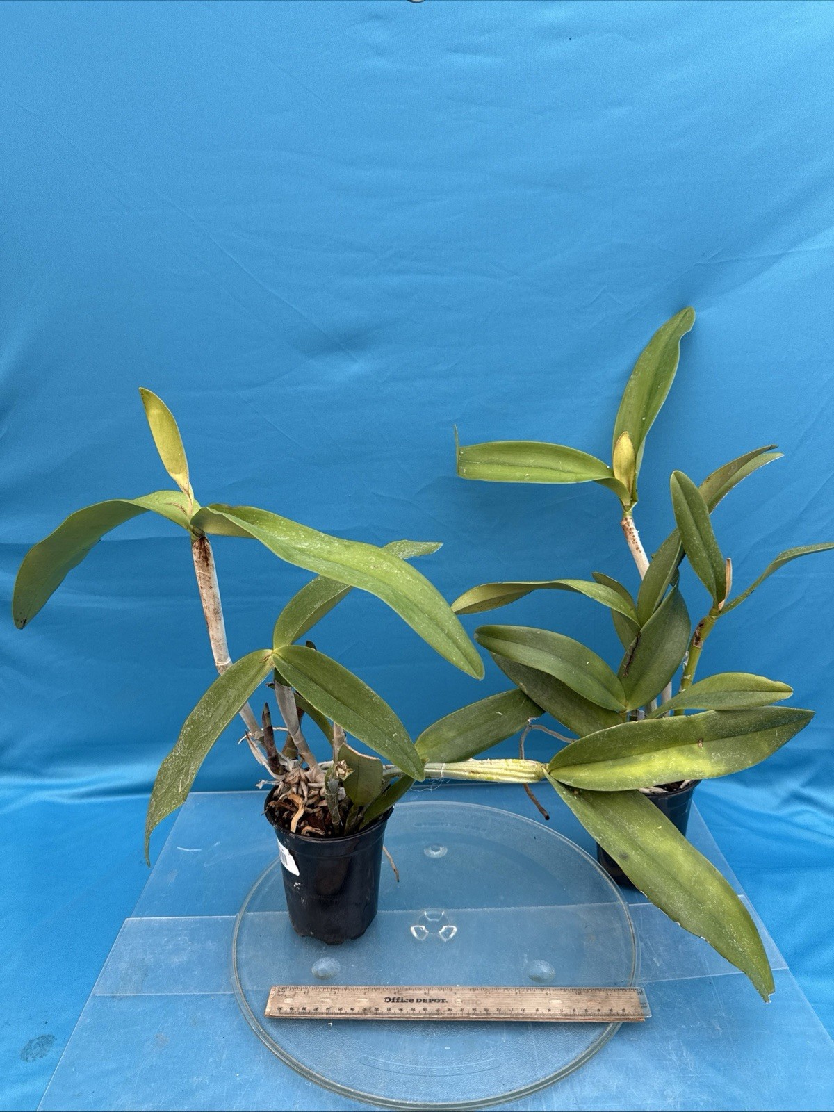 Cattleya Kay Fresh Divisions BS Purple Pink Orchid Hybrid SHEATH 4.5” Pot
