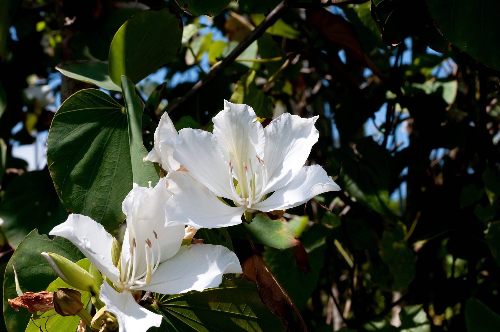 10 WHITE ORCHID TREE Bauhinia Alba Camel’s Foot Butterfly Flower Tree Seeds