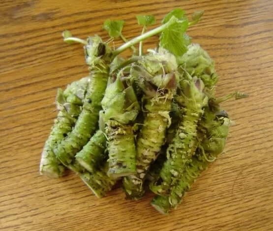 5 Japanese Wasabi Root Seeds for Planting – Wasabia japonica