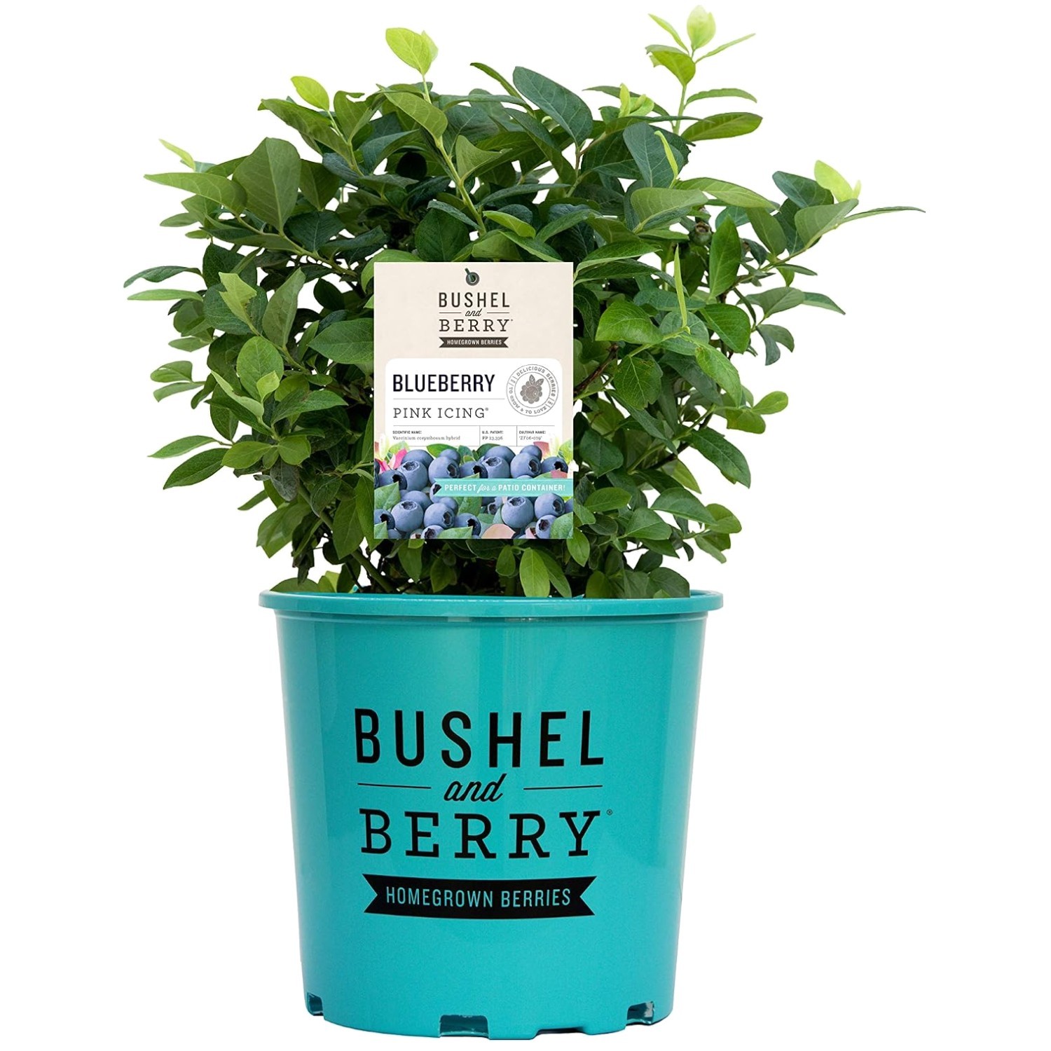 Pink Icing Blueberry Shrub – Full Sun, Partial Shade