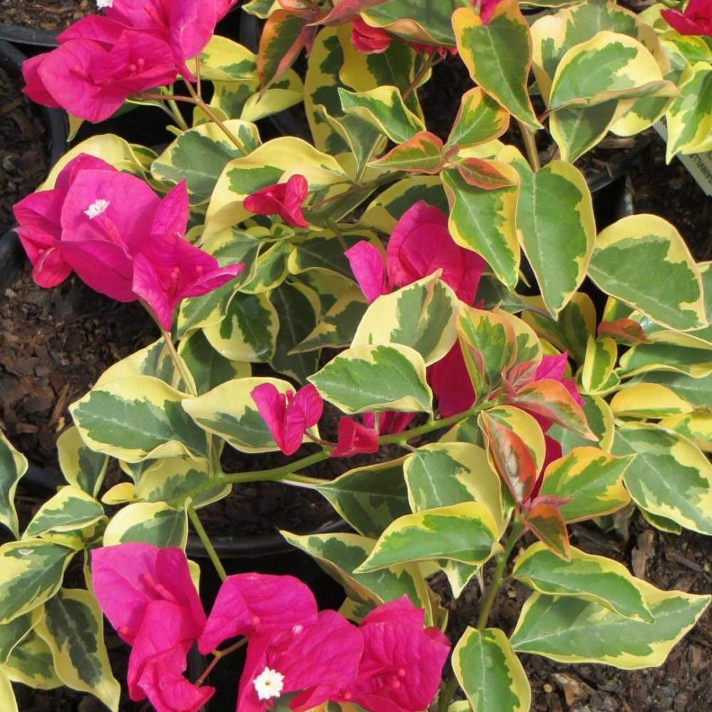 Set 2 Bougainvillea Live Plants 4-6 Inches Tall Rooted Flowering Vine