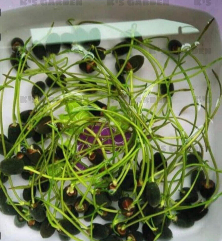 5 PCS PINK WHITE LOTUS SEEDS – 5 HẠT SEN TA TRẮNG HỒNG (95% GERMINATION)