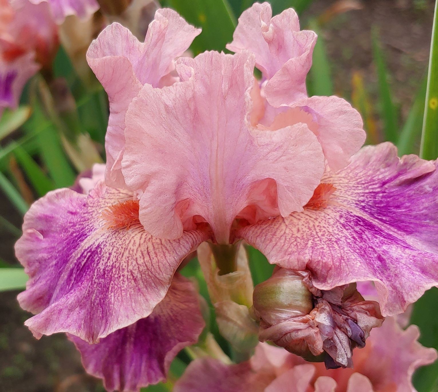 ‘Body Painting’ IB Bearded Iris Rhizome PRE-SALE to Ship Aug/Sept