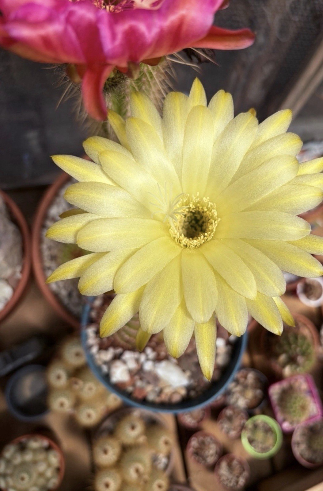 T.Cereus Cactus Noid Hybrid/ Echinopsis/ Columnar Cactus