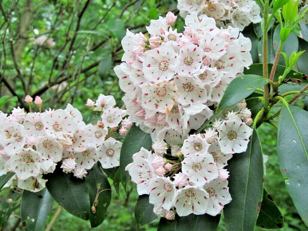 25 MOUNTAIN LAUREL SEEDS – Kalmia latifolia