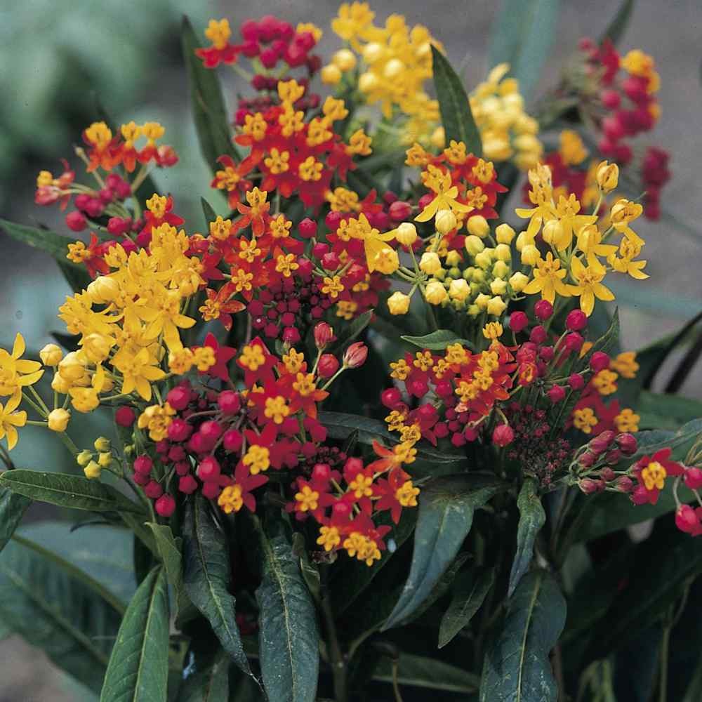 100 Seeds Butterfly Milkweed Water Conserving Asclepias Tuberosa Gay