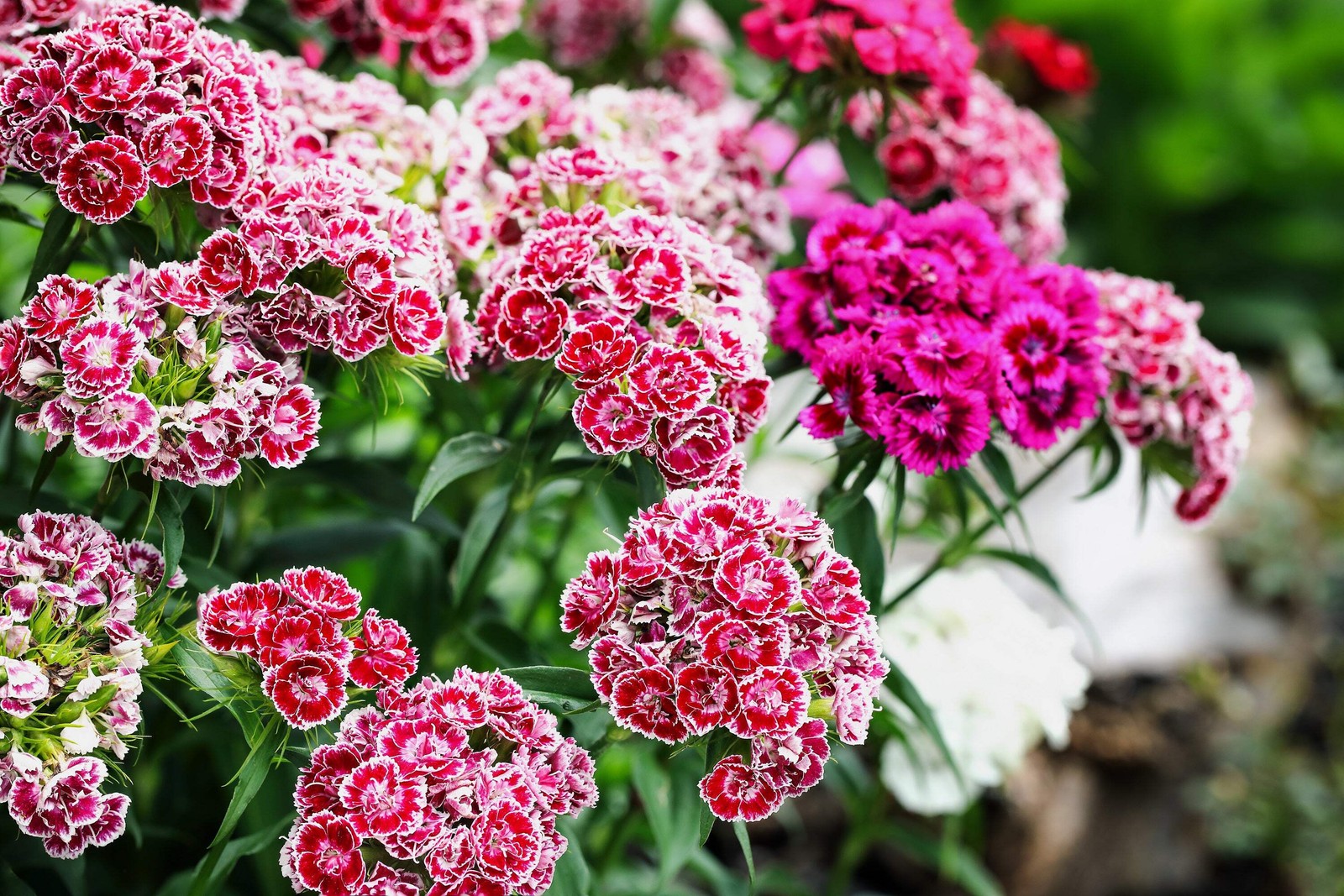 500 MIXED Colors SWEET WILLIAM Dianthus Barbatus Red Pink Bicolor Flower Seeds