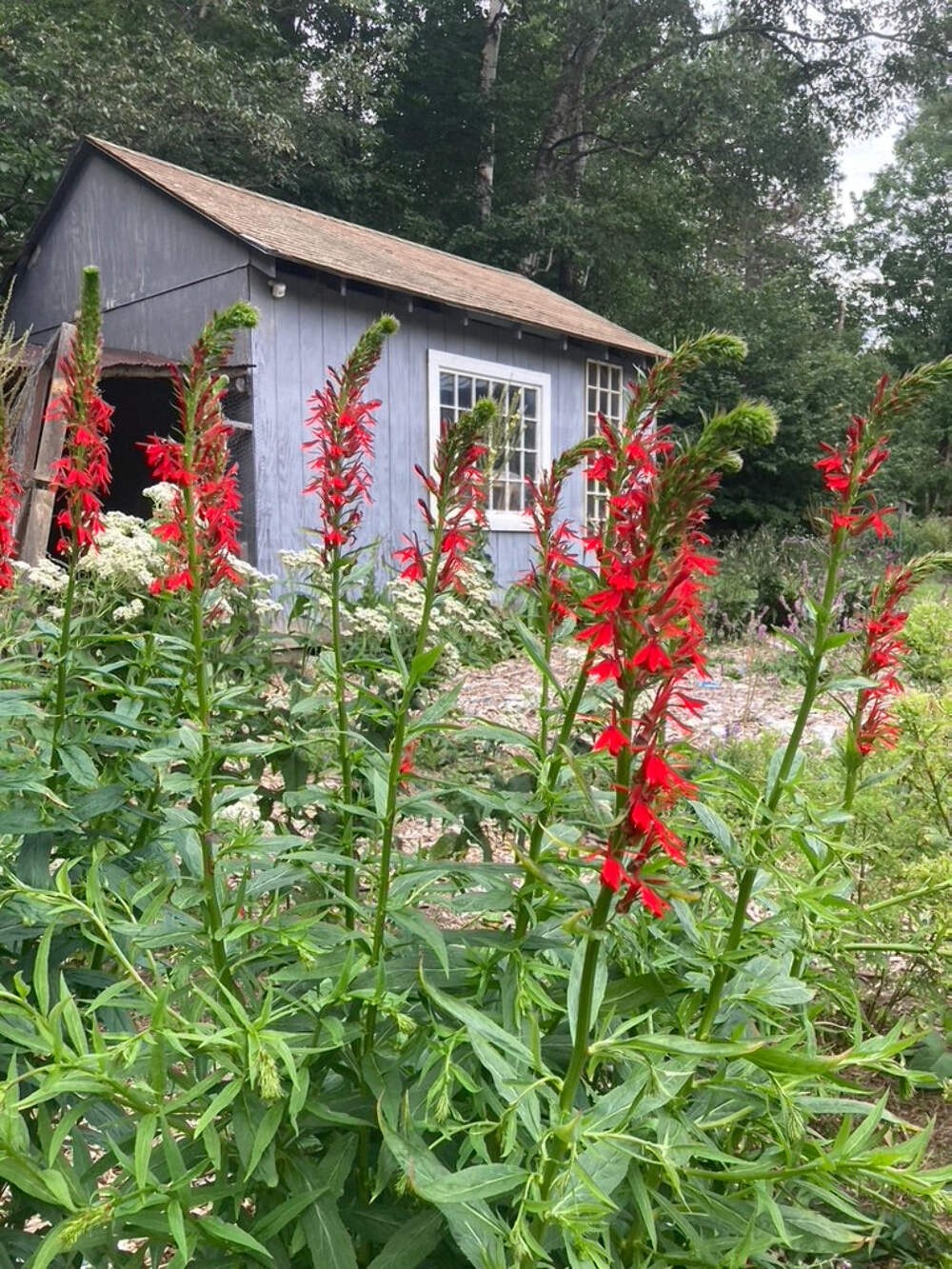 Cardinal Flower Seeds (Lobelia cardinalis) ~Native Wildflower Pollinator Garden