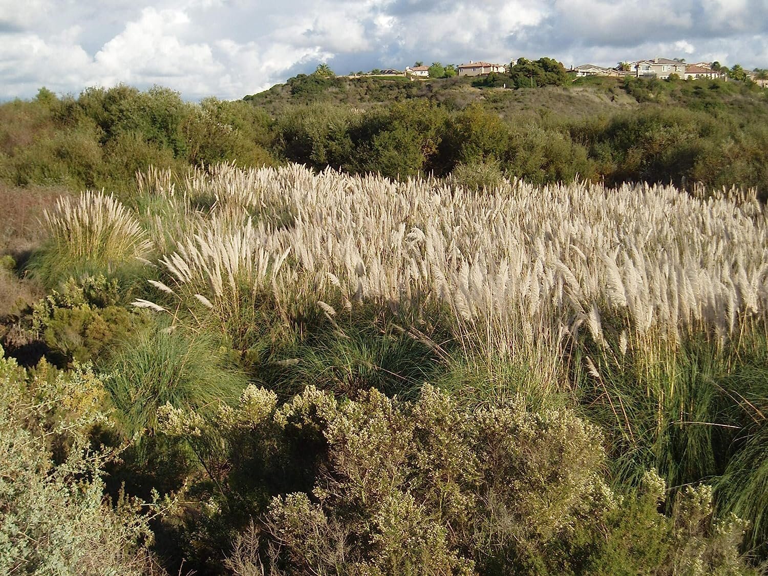 Pampas Grass Qty 30 Live Plants Cortaderia Selloana