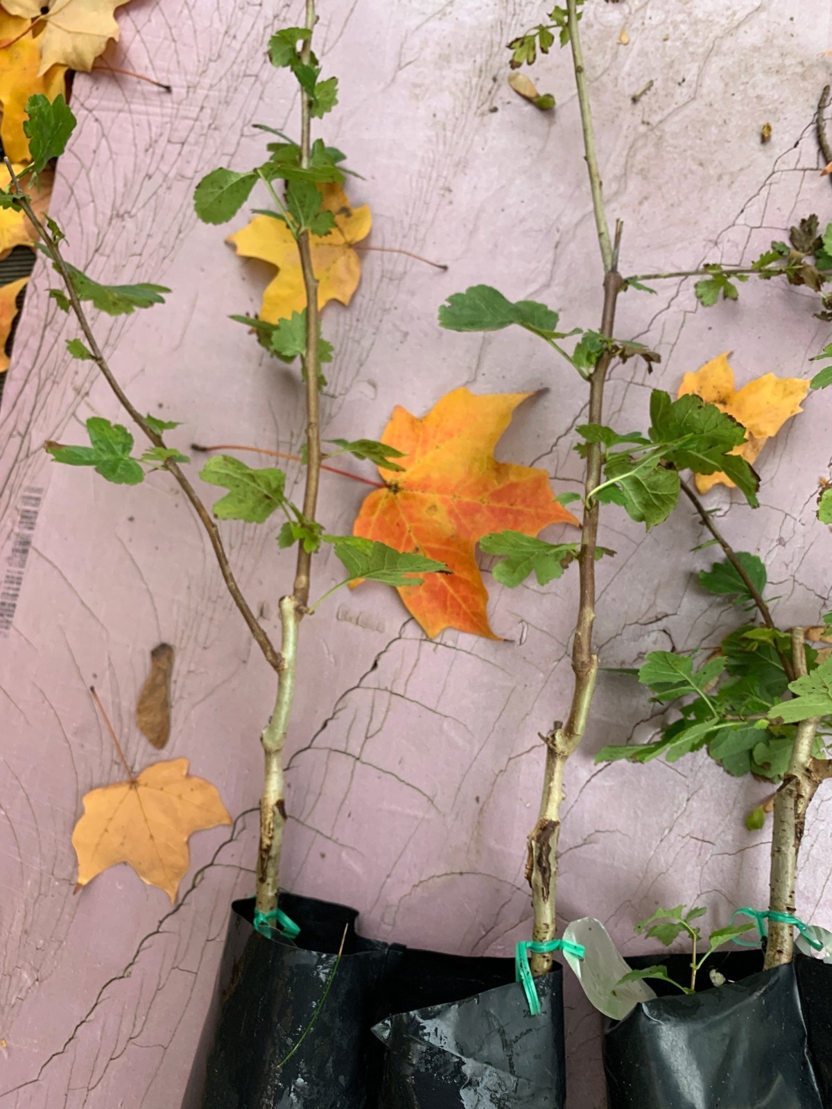 24-36″ tall Golden Girl black hawthorn (Crataegus sp.) 2 year old grafted plant