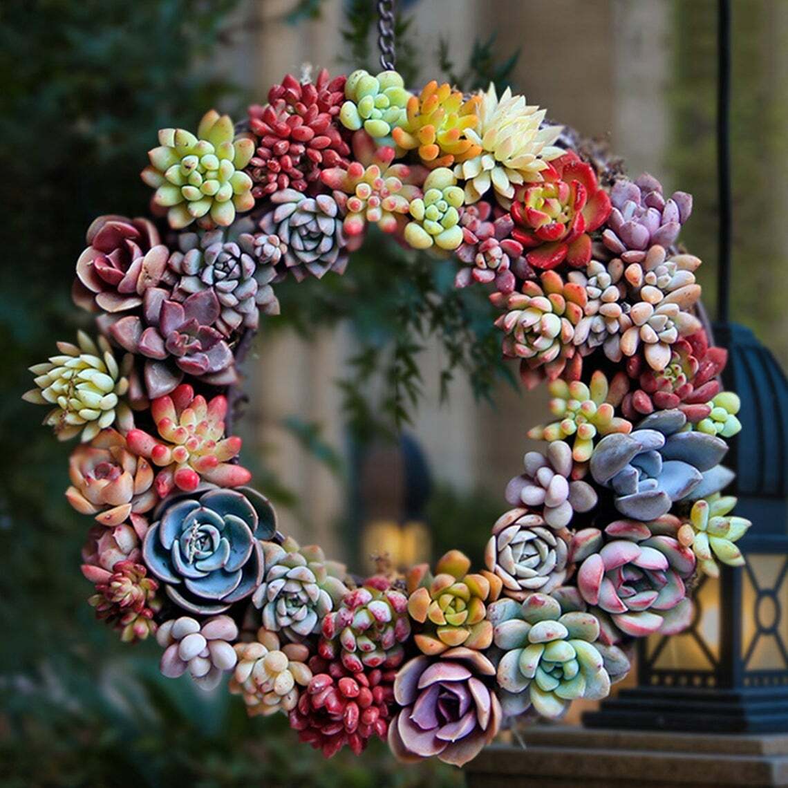 Assorted Rosette or Echeveria Succulent Rooted in 2″ Plant Pot For Garden Decor