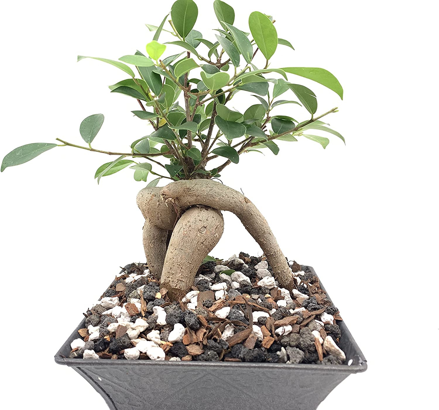 Pumice for Plants, 2 Quarts Bag, 1/4” Particle Size