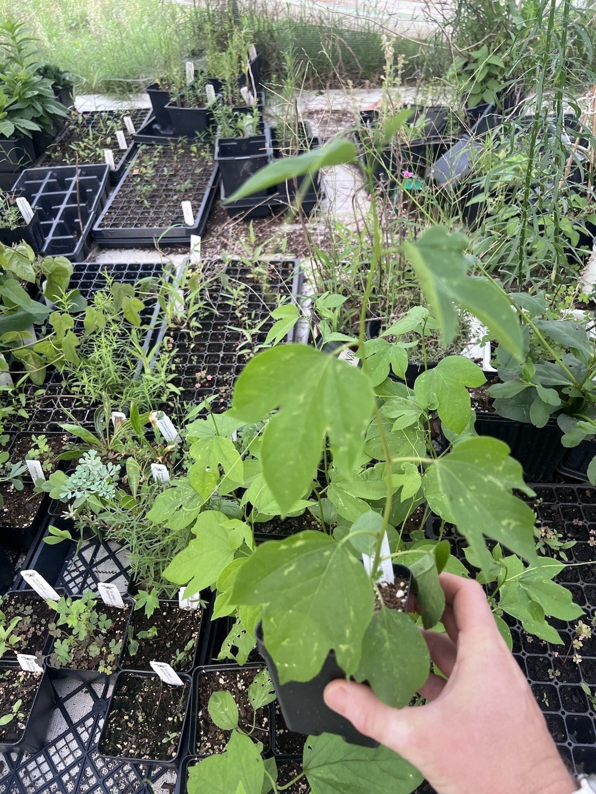 Maypop Passion Flower Plant Passiflora Incarnata, Live, 6-8 Inch Height, 4″ Pot